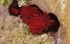 Actinia - Photo (c) eyeweed, some rights reserved (CC BY-NC-ND)