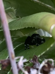 Phidippus audax