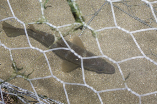 Dwarf palmer (Psammoperca waigiensis) — Latidae — 5