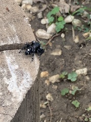 Phidippus audax