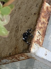Phidippus audax