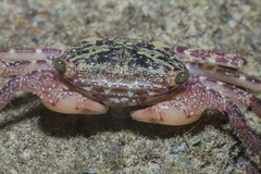 Metopograpsus