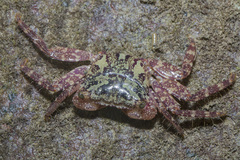 Metopograpsus
