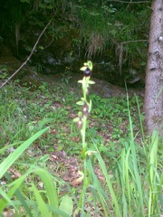 Ophrys insectifera