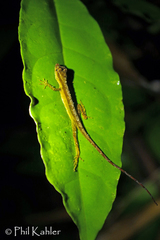 Anolis trachyderma