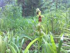 Ophrys insectifera