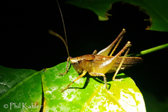 Hyperomerus ferreirai