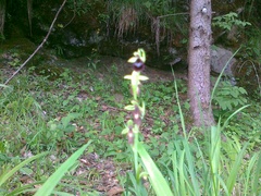 Ophrys insectifera