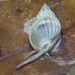Ribbed Dogwhelk - Photo (c) budak, some rights reserved (CC BY-NC), uploaded by budak
