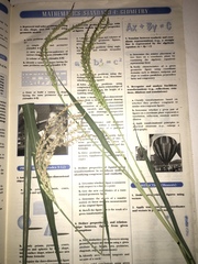 Tripsacum lanceolatum