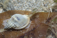 Nassarius pullus