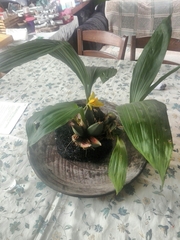 Lycaste