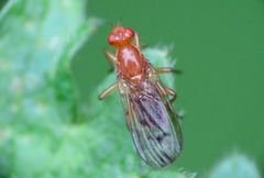 Dryomyzidae