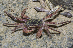 Metopograpsus
