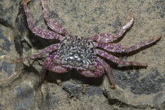 Metopograpsus