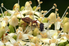 Cornus sericea sericea