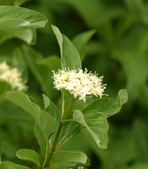 Cornus sericea sericea