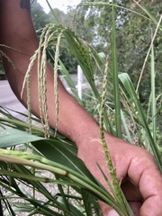 Tripsacum lanceolatum