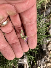 Hebecarpa macradenia