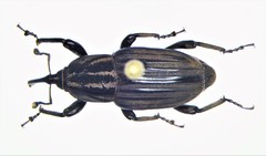 Sphenophorus costipennis