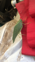 Microcentrum rhombifolium