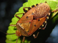 Urochela quadrinotata