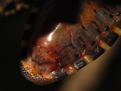 Urochela quadrinotata