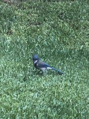 Aphelocoma californica