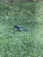 Aphelocoma californica