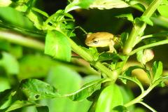 Dendropsophus nanus