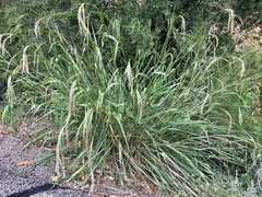 Tripsacum lanceolatum