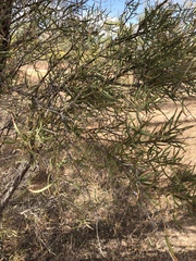 Acacia victoriae