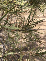 Acacia victoriae