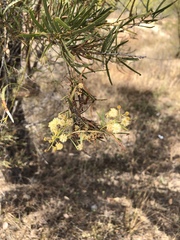 Acacia victoriae