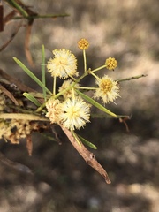 Acacia victoriae