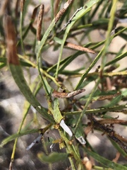 Acacia victoriae