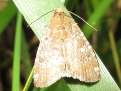 Amyna stellata