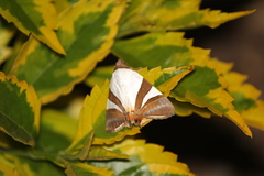 Eulepidotis rectimargo