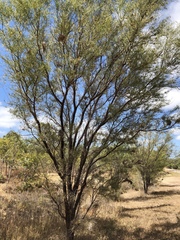 Acacia victoriae