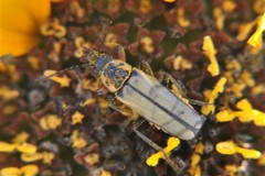 Chauliognathus hieroglyphicus