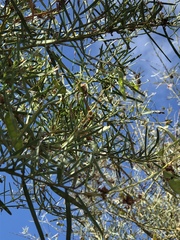 Acacia victoriae