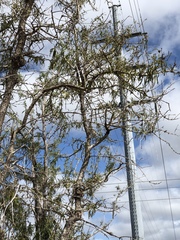 Dolichandrone alternifolia