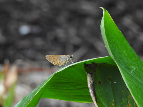 Brazilian Skipper photo 6