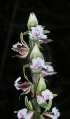 Prasophyllum fimbria