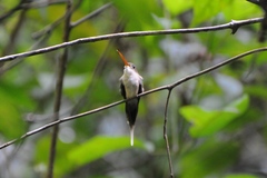 Phaethornis bourcieri