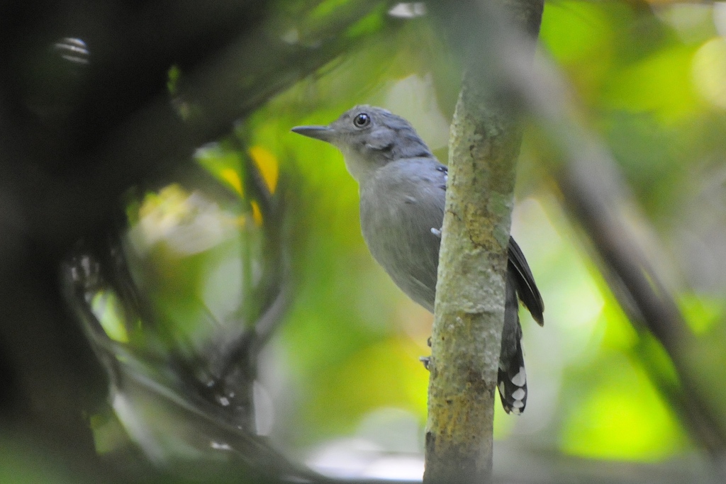 Pearly Antshrike