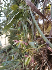 Passiflora mexicana