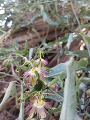 Passiflora mexicana