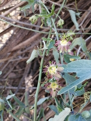 Passiflora mexicana
