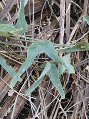 Passiflora mexicana